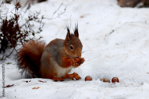 Obraz na płótnie Squirrel