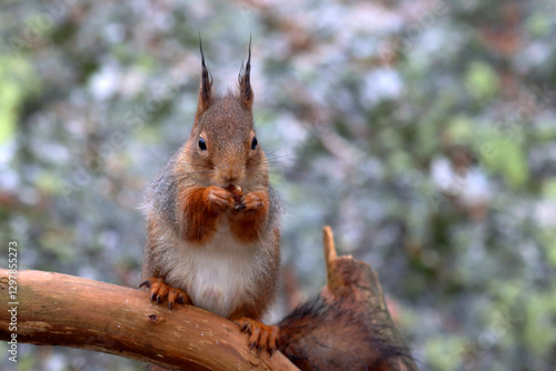 Photography Squirrel