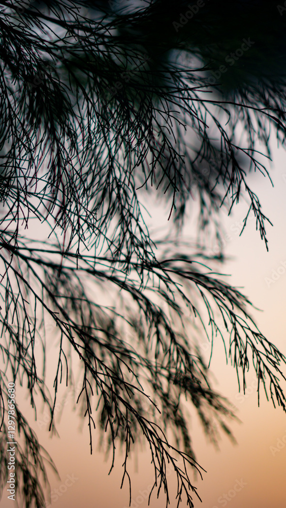 Obraz premium This photograph captures the intricate silhouette of thin tree branches against a soft, fading sky at dusk