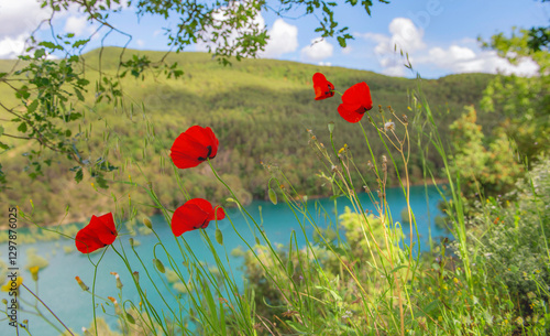 closeup on red poppies blooming  at the edge of blue turquoise water background