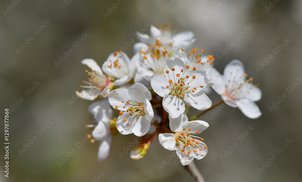 Fototapeta premium Spring 1174