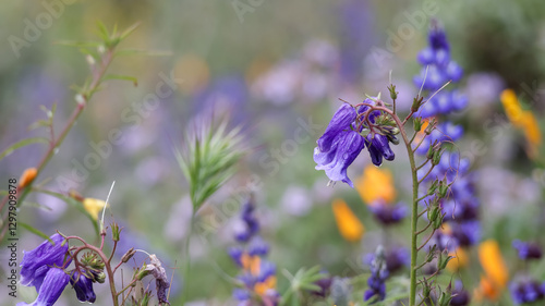 Fototapeta Naklejka Na Ścianę i Meble -  Close up view of blue bell flowers under rain at Diamond valley lake in California