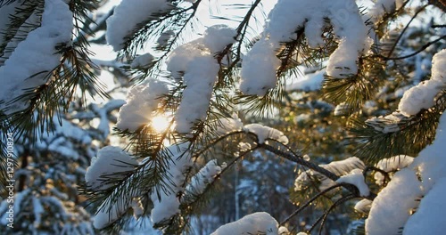  Snowy pine tree branches  close-up in December while sunset. Coniferous snowy tree in winter with a sun rays. Snowy pine branches over blu sky. Beautiful winter snow landscape with a sun.
