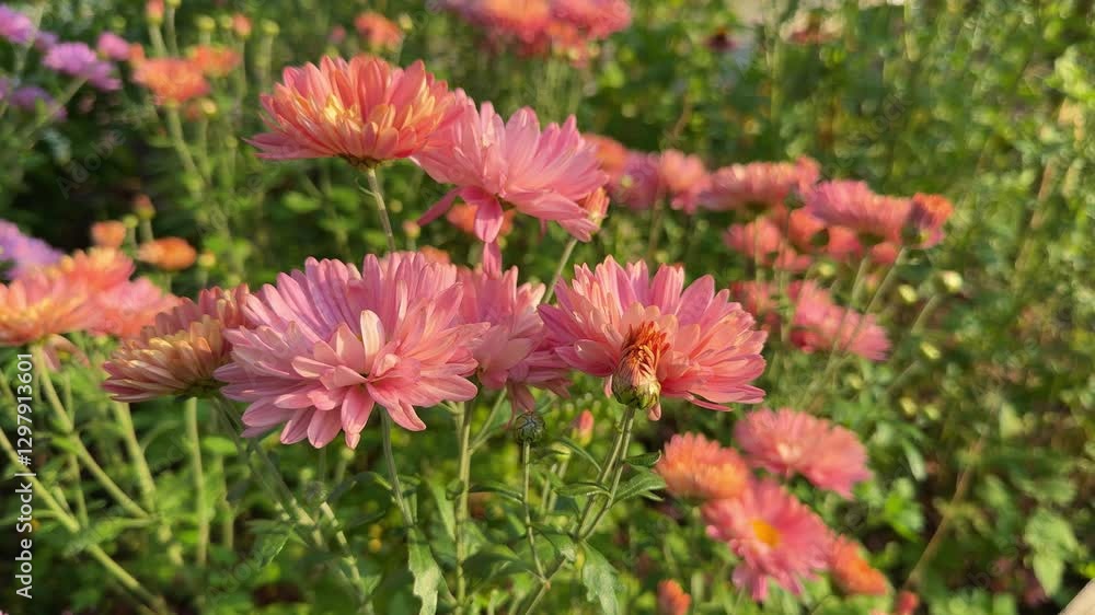 Chrysanthemum flowers bloom in summer garden, filling the air with beauty. Flowers in the garden create bright and colorful summer view. Summer garden full of chrysanthemum flowers looks fresh Chrysanthemum flowers bloom in summer garden, filling the air with beauty. Flowers in the garden create bright and colorful summer view. Summer garden full of chrysanthemum flowers looks fresh