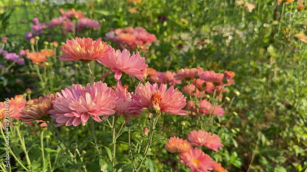 Chrysanthemum flowers make nature fresh and full of life. In nature, chrysanthemum flowers bloom under the sun and sway in the wind. A place with chrysanthemum flowers and green nature feels calm Chrysanthemum flowers make nature fresh and full of life. In nature, chrysanthemum flowers bloom under the sun and sway in the wind. A place with chrysanthemum flowers and green nature feels calm