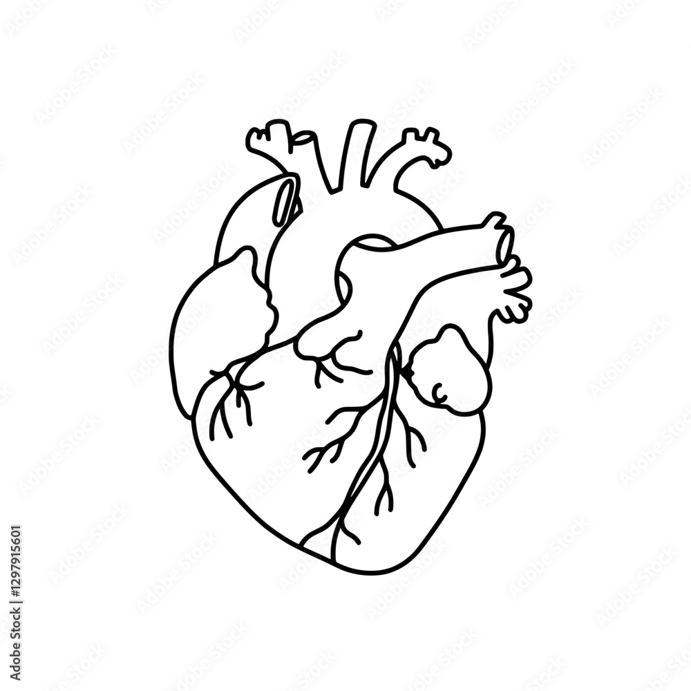 Fototapeta premium Anatomical Heart: An intricately detailed outline of the human heart, depicting its essential features. This image is perfect for medical, educational, and artistic projects, representing life.