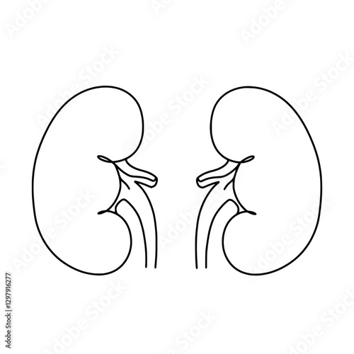 Kidney Anatomy Outline: A detailed, clean illustration of two kidneys. The design highlights their shape, form, and internal structure. The minimalistic approach gives it a modern, medical appeal.