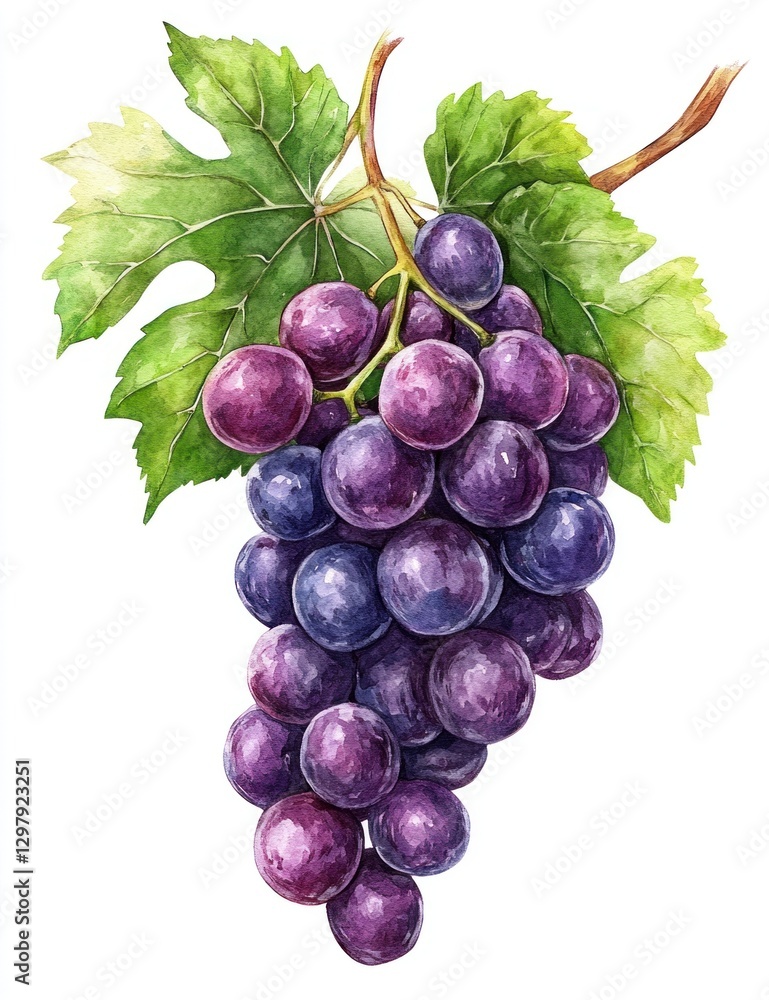 Fototapeta premium Watercolor painting of a bunch of ripe dark purple grapes with green leaves on a vine.