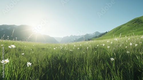 Sunrise Over a Field of Daisies in an Alpine Meadow