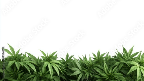 Cannabis Plants: A vibrant and dense collection of cannabis plants flourish, showcasing their distinct leaf structure. 