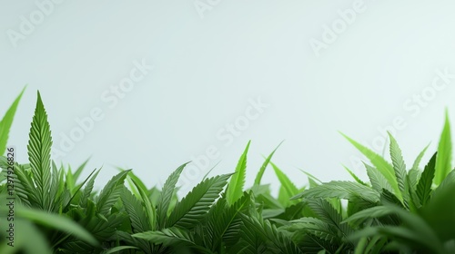 Cannabis Leaves Border: A captivating image of lush green cannabis leaves arranged at the bottom of the frame, creating a natural border against a clean backdrop.