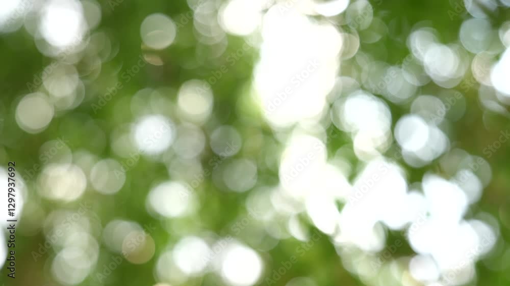 Beautiful Nature Blurry Background with Soft Green Bokeh Effect Beautiful Nature Blurry Background with Soft Green Bokeh Effect