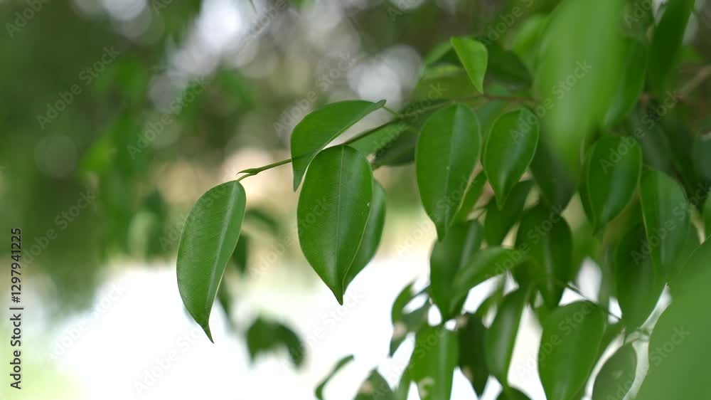 Close-Up of Fresh Green Leaves with Soft Natural Background Close-Up of Fresh Green Leaves with Soft Natural Background