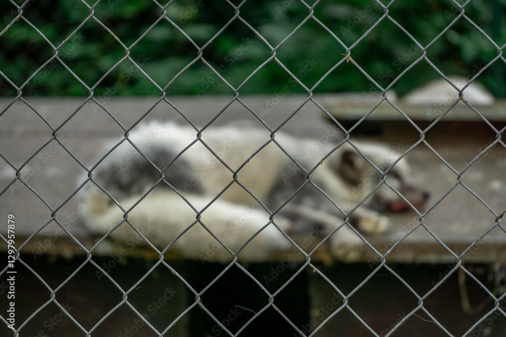 wild white arctic fox lying in the heat in a cage. sad closed blurry fox behind sharp bars. wild animal on a leash. wild white arctic fox lying in the heat in a cage. sad closed blurry fox behind sharp bars. wild animal on a leash.