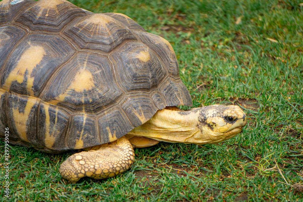 radiated tortoise a large wild animal with a huge beautiful shell radiated tortoise a large wild animal with a huge beautiful shell