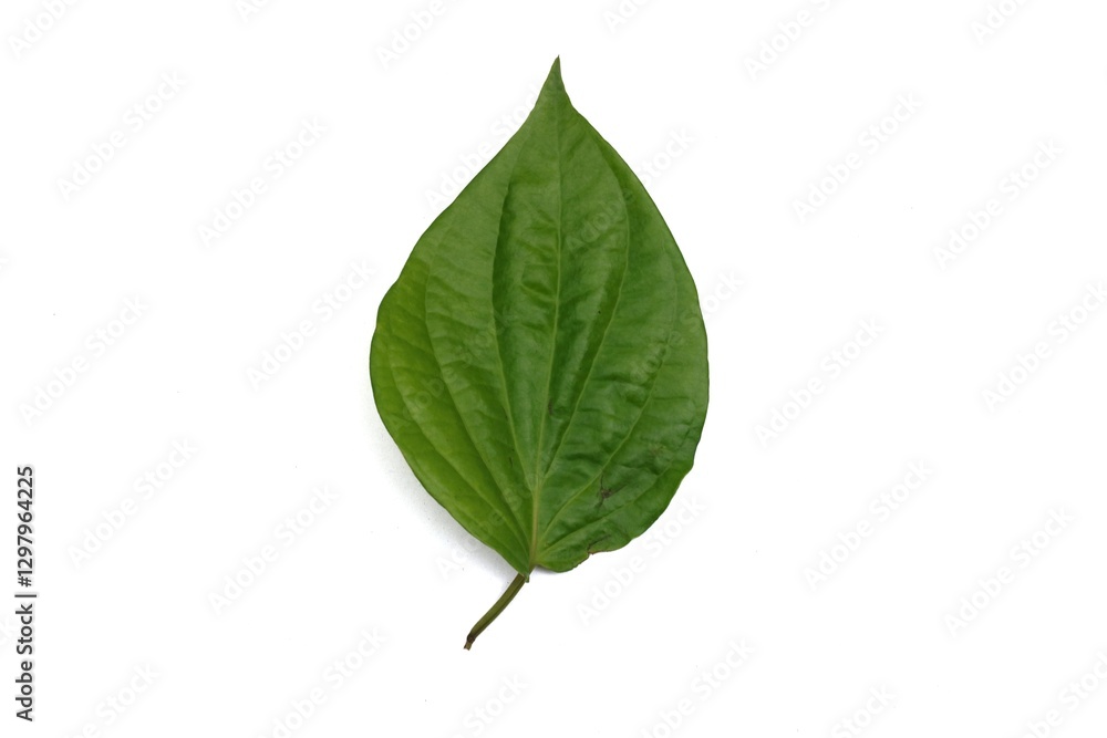 Fresh Green Betel Leaves Isolated Against a White Background Fresh Green Betel Leaves Isolated Against a White Background