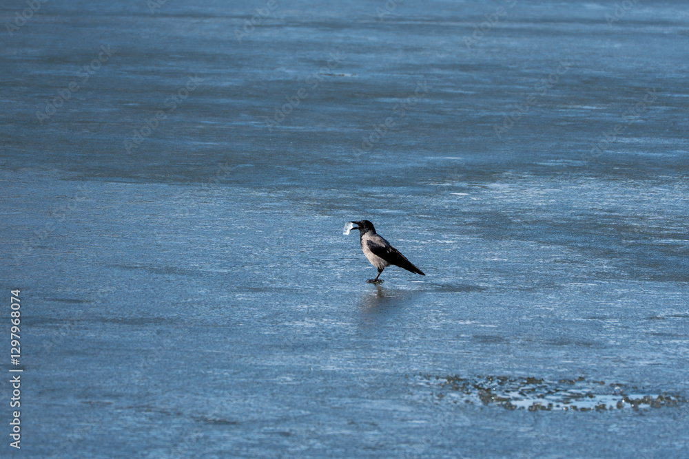 A bird is standing on the ice in the water. The bird is black and white. The water is blue A bird is standing on the ice in the water. The bird is black and white. The water is blue