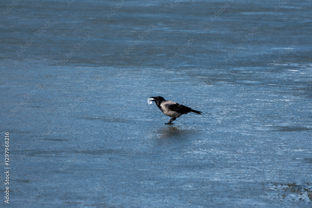 A black and white bird is standing on the ice. It is eating something. The bird is on the water A black and white bird is standing on the ice. It is eating something. The bird is on the water