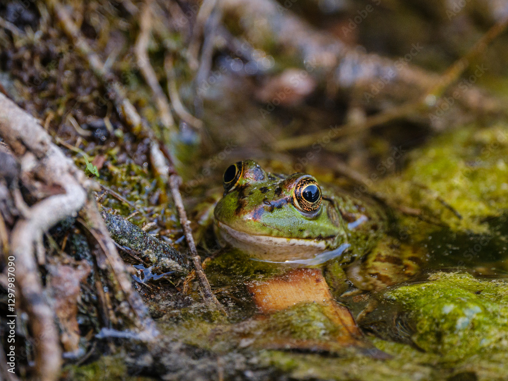 a cute frog in nature