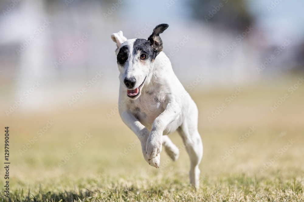 Smooth Fox Terrier Running Lure Course Sprint Dog Sport Smooth Fox Terrier Running Lure Course Sprint Dog Sport