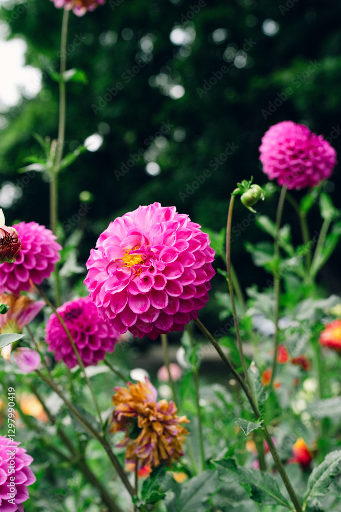 Obraz premium Dahlias blooming in a spring garden tall and short