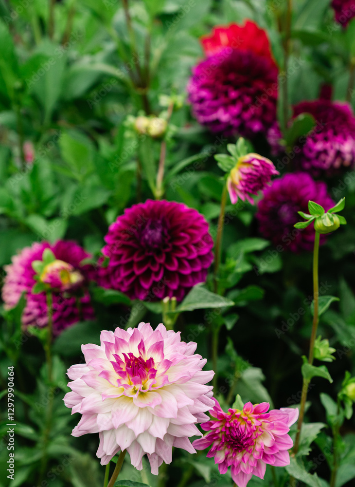 Pink and magenta dahlias growing in a summer garden rich tones Pink and magenta dahlias growing in a summer garden rich tones