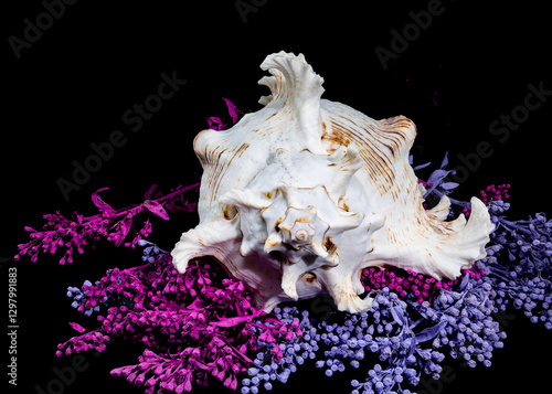 Ramose Murex Shell on Vibrant Background photo