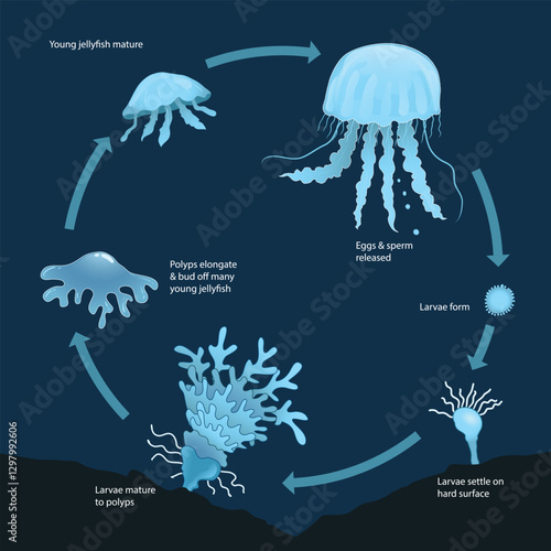 illustration of jellyfish life cycle diagram
