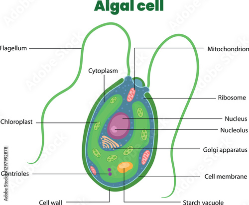 illustration of algal cell diagram