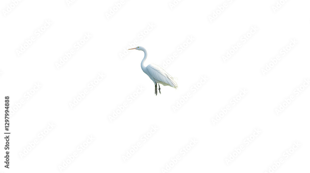 A serene great egret stands tall against a bright, minimalist background, showcasing its elegant form and peaceful presence in a soft, natural light. A serene great egret stands tall against a bright, minimalist background, showcasing its elegant form and peaceful presence in a soft, natural light.