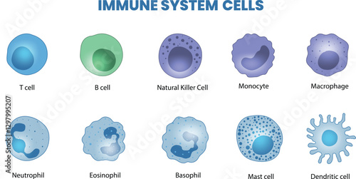 illustration of immune system cells