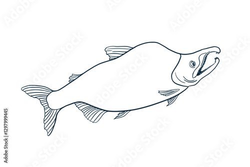 Sockeye Salmon black white vector illustration. Sea fish sketch hand drawn. Nerka red fish painted ink linear art. Trout drawing in graphic outline. Design element for package, label, sign board.