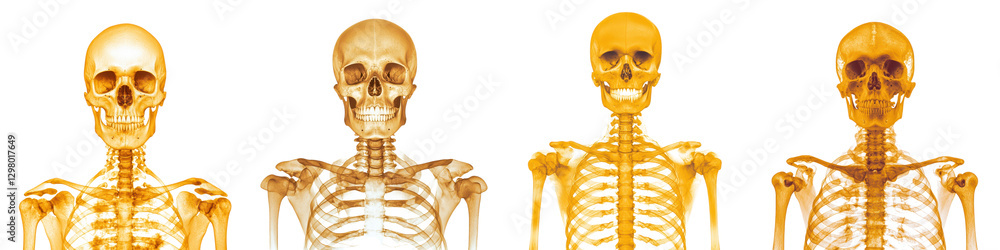 detailed 3D models of a human skeletal anatomy in metallic gold color on a clean white background These shiny skeletal models can be used for medical scientific educational or purposes detailed 3D models of a human skeletal anatomy in metallic gold color on a clean white background These shiny skeletal models can be used for medical scientific educational or purposes