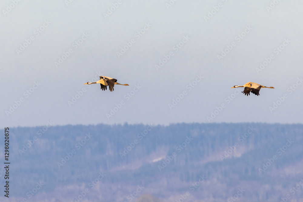Fototapeta premium Flying cranes in a landscape view