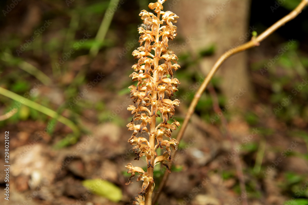 Fototapeta premium Wild orchids (Neottia nidus-avis)