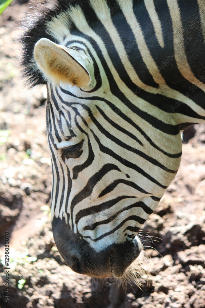 zebra head zebra head