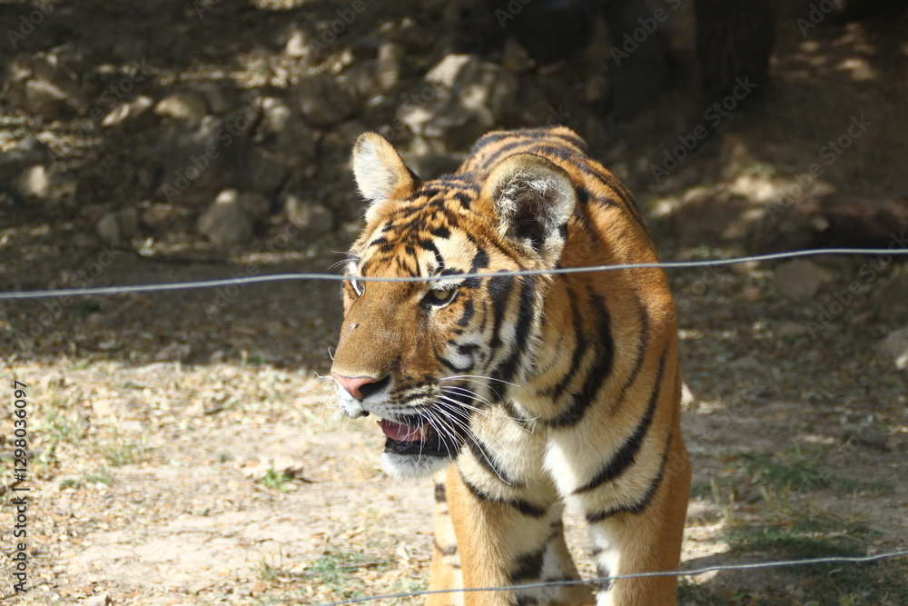Fototapeta premium Tigre