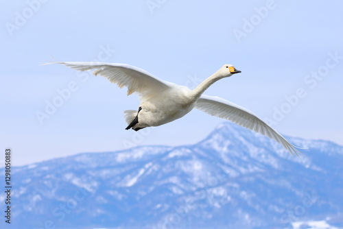 whooper swan