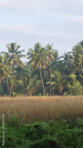 Wallpaper Mural Tropical green palms with sunrise light, natural background. Lush foliage, striped exotic fresh juicy leaves in shadow. Ecology, summer and vacation concept. Torontodigital.ca