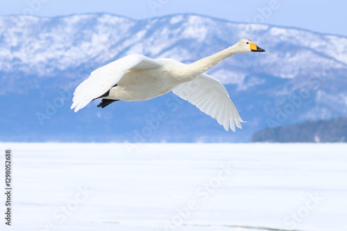 Billede på lærred whooper swan
