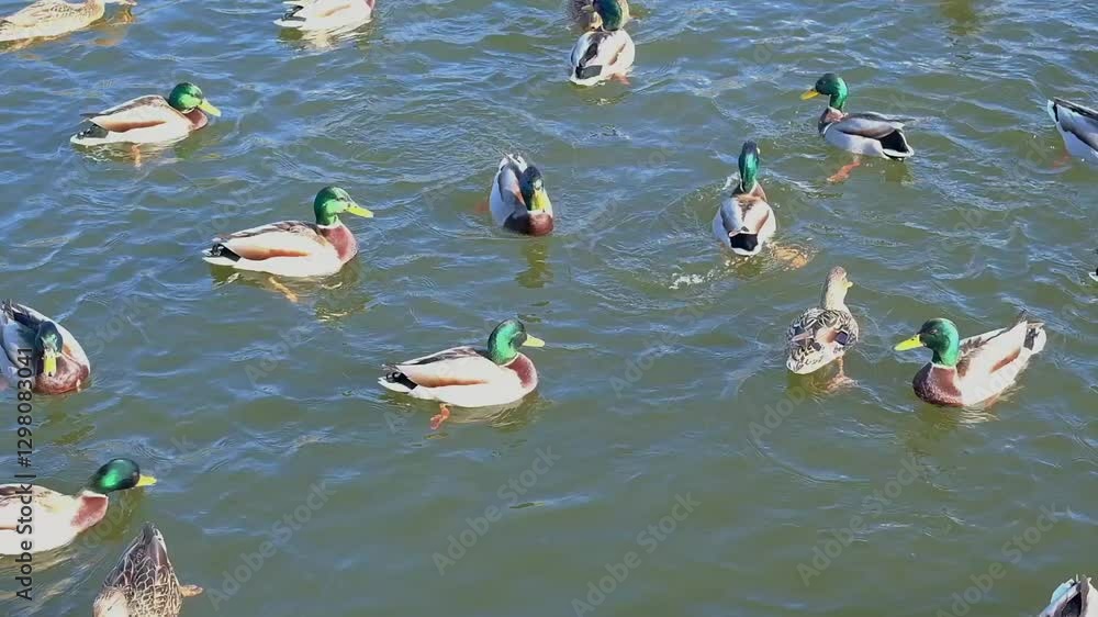 Wild ducks and drakes swim in the cold winter water and wait for food. Animals around humans. Video Wild ducks and drakes swim in the cold winter water and wait for food. Animals around humans. Video