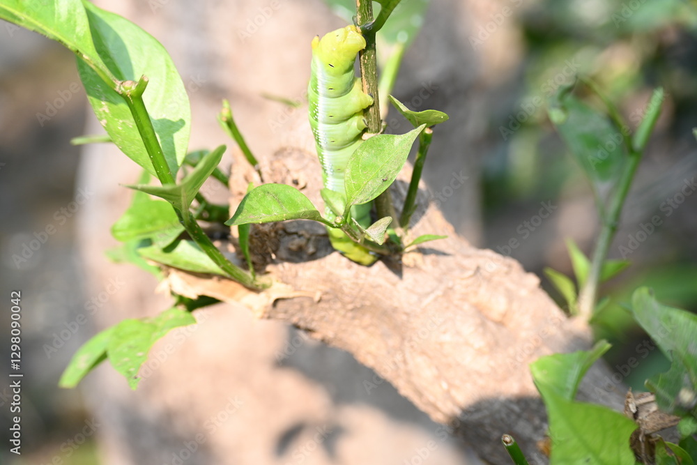 Green Caterpillars. worm caterpillars on plant. Due to its green colour it can be easily hidden in the leaves. Its favorite food is green leaves. Plant eater Insects. Green Caterpillars. worm caterpillars on plant. Due to its green colour it can be easily hidden in the leaves. Its favorite food is green leaves. Plant eater Insects.
