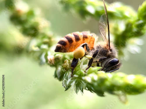 Fotografie Close up of Honey bee sucking flower nectar