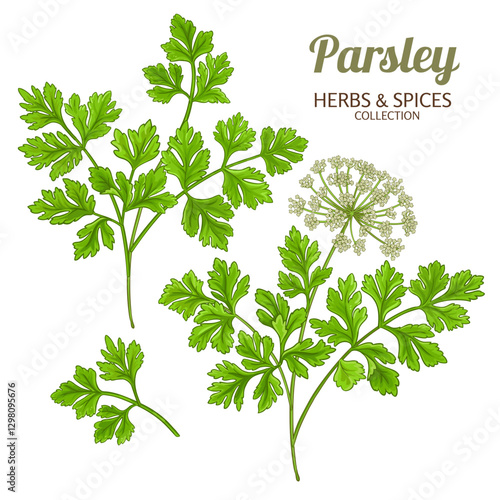 Parsley Branch with Flowers and Leaves Colored Detailed Illustration. Organic natural nutritional healthy food ingredient, vegetarian diet product. Vector isolated for design or decoration.