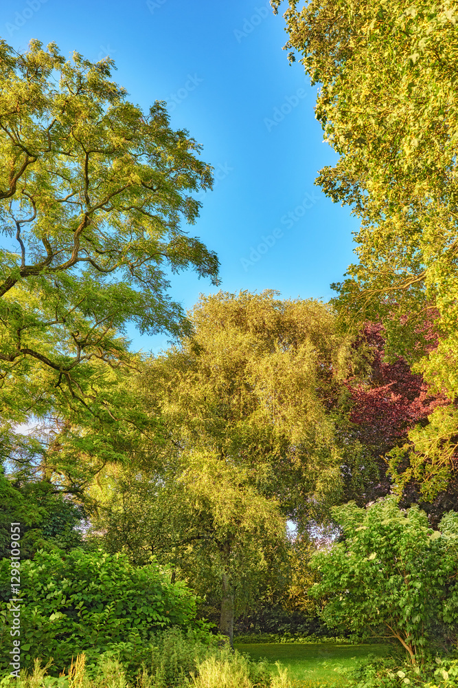 Trees, natural and environment with ecology, landscape and growth with agriculture. Empty, outdoor and blue sky with grassfield, forest and earth day with springtime, plants and woods in Denmark Trees, natural and environment with ecology, landscape and growth with agriculture. Empty, outdoor and blue sky with grassfield, forest and earth day with springtime, plants and woods in Denmark