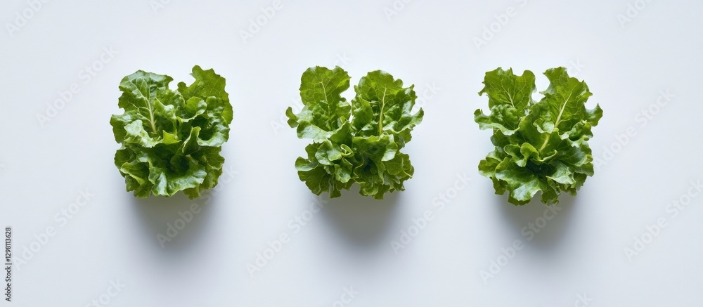 Obraz premium Three Fresh Green Lettuces on White Background