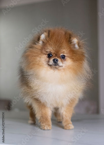 Pomerania wolfspitz