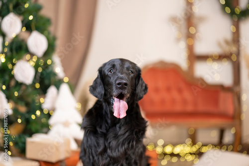 Flatcoated retriever light 
