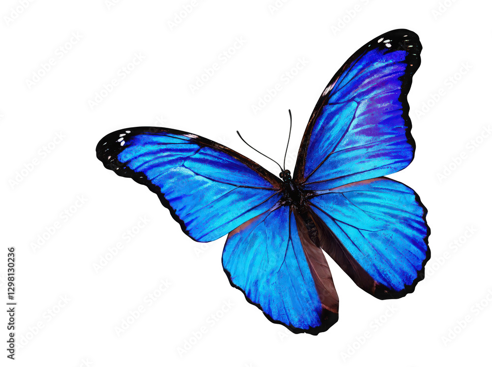 Fototapeta premium Stunning Blue Butterfly with Vibrant Wings Isolated on a White Background