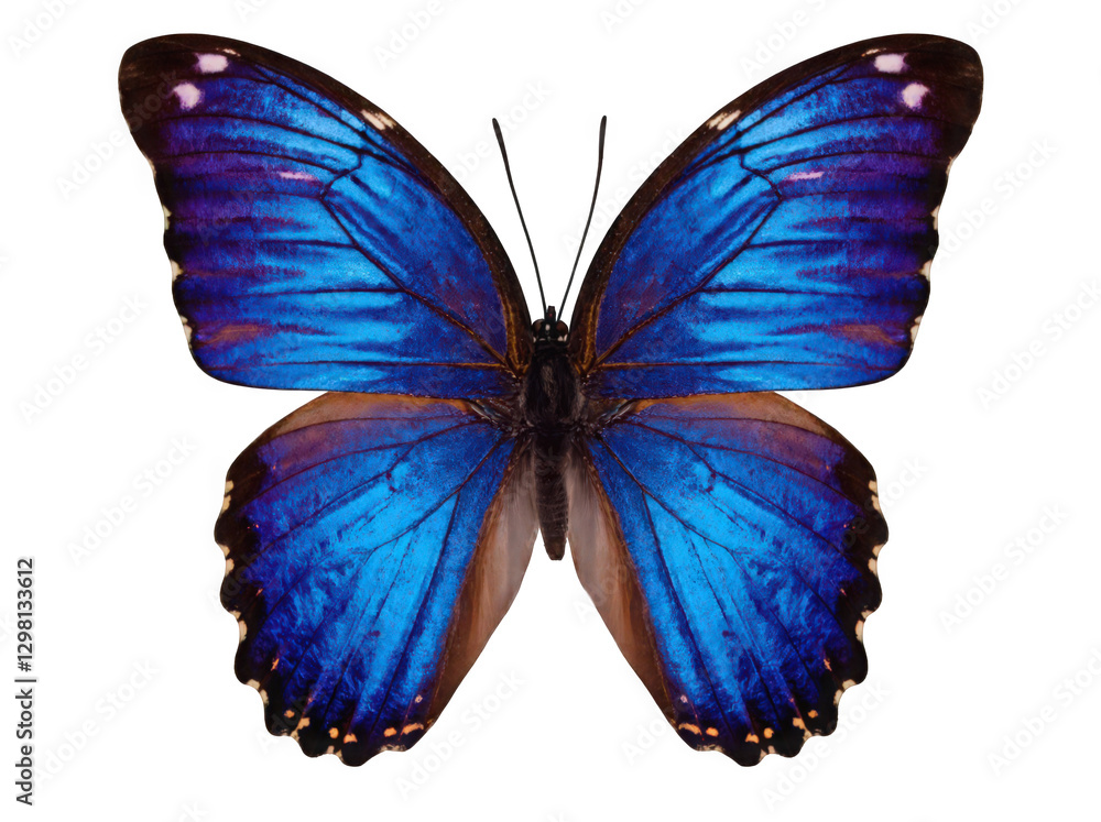 Stunning Blue Morpho Butterfly Displayed in Full Glory Isolated on a white background Stunning Blue Morpho Butterfly Displayed in Full Glory Isolated on a white background